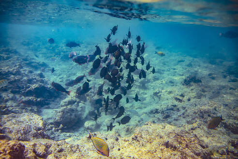 Unterwasseransicht eines Fischschwarms im klaren Wasser des Arabischen Meeres - KNTF05944