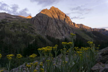 Gelbe Wildblumen wachsen gegen den Berg - CAVF90818