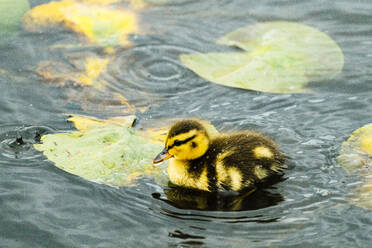 Nahaufnahme eines schwimmenden Entenkükens auf einem Teich - CAVF90846