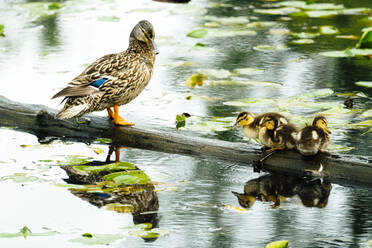 Eine Entenmutter und ihre Entenküken stehen auf einem Baumstamm in einem Teich - CAVF90849