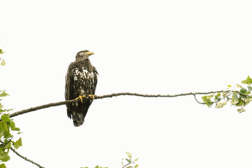 Blick von unten auf einen unreifen Weißkopfseeadler, der sich auf einem Ast ausruht - CAVF90852