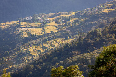 Luftaufnahme von Reisterrassen und dem Dorf Tashanka, Bumthang, Bhutan. - MINF15352