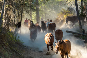 Cowboys treiben Pferde durch den Wald, Britisch-Kolumbien, Kanada. - MINF15359