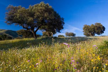 Landschaft mit Bäumen und Wildblumen in der Nähe von Guadalupe, Extremadura, Spanien. - MINF15361