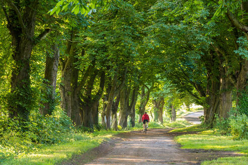 Rückansicht einer Person, die mit dem Fahrrad durch eine Allee von Rosskastanien fährt, Gloucestershire, Großbritannien. - MINF15362