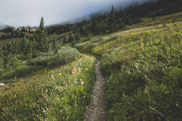 Blick auf den Pacific Crest Trail durch eine abgelegene Bergwiese - MINF15370