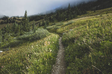 View of the Pacific Crest Trail through a remote alpine meadow - MINF15370