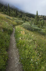 View of the Pacific Crest Trail through remote alpine meadow, autumn - MINF15371