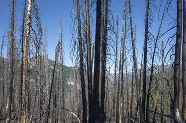 Durch das Feuer beschädigte Bäume und Wälder entlang des Pacific Crest Trail - MINF15382