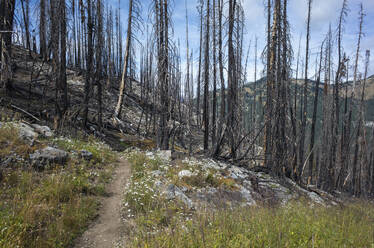 Durch das Feuer beschädigte Bäume und Wälder entlang des Pacific Crest Trail - MINF15407