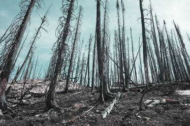 Durch das Feuer beschädigte Bäume und Wälder entlang des Pacific Crest Trail - MINF15408