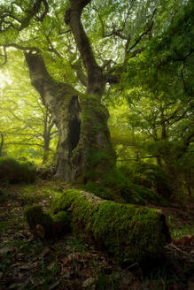 Niedriger Winkel eines riesigen, mit grünem Moos bewachsenen Baumes in einem dichten Wald in Island - ADSF17755