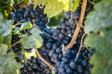 Helle, frische Trauben an einem Weinstock mit dünnen Zweigen und stacheligen Blättern auf einer Weinbergsplantage - ADSF17789