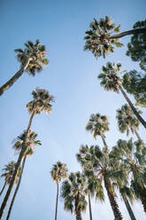 Hohe Palmen im Park vor blauem Himmel - GRCF00519