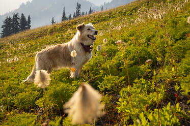 Flauschiger Hund auf sonniger Almwiese, umgeben von flauschigen Blumen - CAVF91093