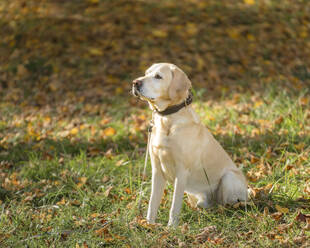 Labrador Retriever in park during autumn - STSF02686