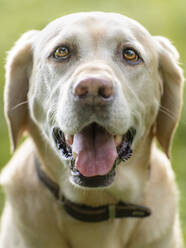 Porträt eines hechelnden Labrador Retrievers - STSF02689