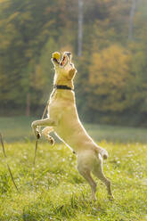 Labrador Retriever catching toy while jumping on grass during autumn - STSF02694