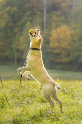 Labrador Retriever fängt Spielzeug beim Springen auf Gras im Herbst - STSF02694