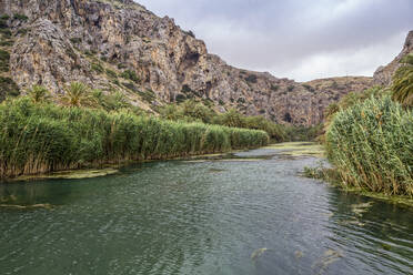 Palmen entlang des Kourtaliotiko-Flusses - MAMF01441