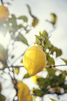 Lemon growing on lemon tree - AJOF00670