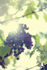 Sonnenlicht beleuchtet reife Weintrauben, die im Freien wachsen - AJOF00679