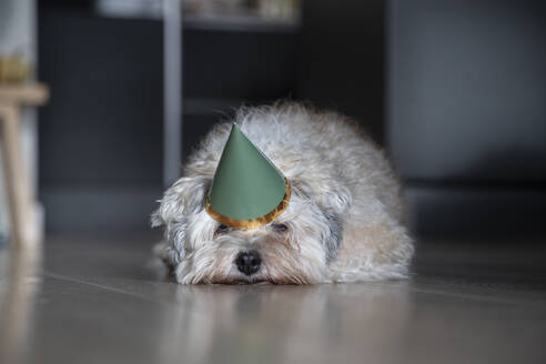 Ein müder Hund, der sich nach einem Tag voller Partys auf dem Boden ausruht - CAVF91129