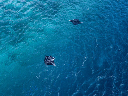 Manta-Fisch schwimmt im Meer auf den Malediven - KNTF05945