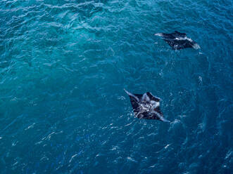 Seeteufel schwimmen im blauen Meer auf den Malediven - KNTF05946