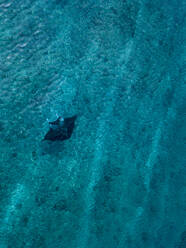 Drohnenaufnahme eines Seeteufels beim Schwimmen im türkisfarbenen Meer auf den Malediven - KNTF05951