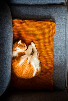 Orangefarbene und weiße Katze schläft auf einer Decke auf einer Couch in einem Haus - CAVF91263