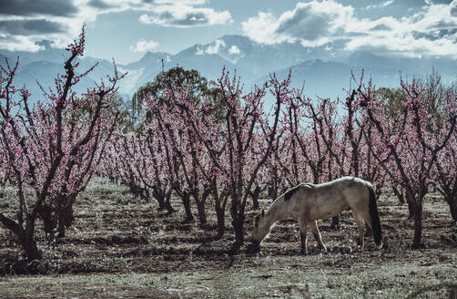 Weidendes Pferd auf einem Bauernhof mit rosa Blumen im Frühling - CAVF91290