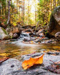 Orangefarbenes Herbstlaub entlang eines Baches in den White Mountains von NH. - CAVF91291