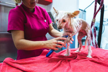 Crop unerkennbar Tierfriseur mit Bürste Kämmen Fell des kleinen Chinese Crested Dog stehend auf hellem Stoff - ADSF18123