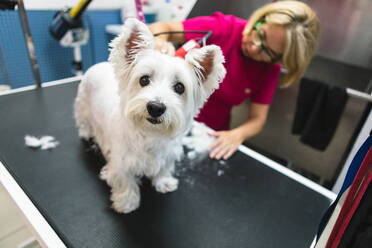 Von oben der Ernte weibliche Groomer in Brillen und Uniform mit Trimmer während des Verfahrens mit flauschigen Hund auf Grooming Tisch - ADSF18129