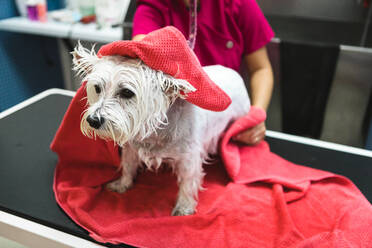From above of crop unrecognizable canine hairdresser drying small dog with bright towel after taking shower in salon - ADSF18132