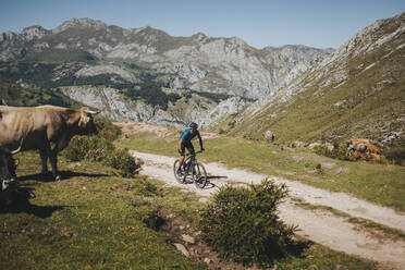 Männlicher Radfahrer auf einem Mountainbike neben einer Kuh, Nationalpark Picos de Europa, Asturien, Spanien - DMGF00386