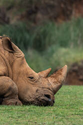 Outdoors shot of rhino pasturing on green lawn. - ADSF18249