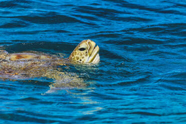 Schildkröte schwimmt im Wasser auf der Insel Huraa, Malediven - KNTF05989