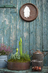 Plants growing in metal pots in front of old wooden wall with peeling off paint - GISF00702