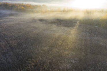 Aerial view of cultivated reeds at foggy autumn sunrise - DSGF02332