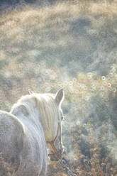 Weißes Pferd in der Morgendämmerung im Freien stehend - DSGF02333