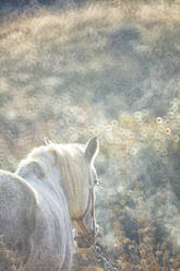 White horse standing outdoors at dawn - DSGF02333