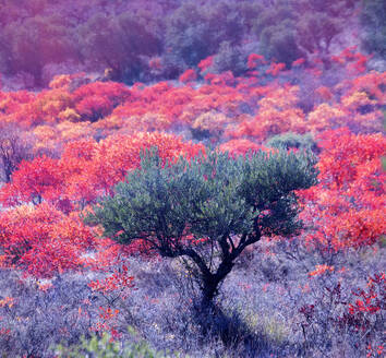 Leuchtend rote Terebinthen (Pistacia terebinthus) im Herbst - DSGF02335