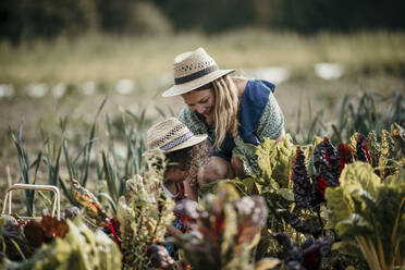 Frau und Mädchen ernten bei der Arbeit auf dem Bauernhof - MJRF00314