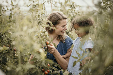 Smiling woman looking at daughter while harvesting crop at farm - MJRF00316