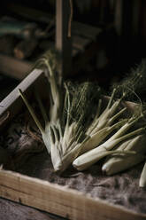 Fresh cultivated vegetable on table - MJRF00329