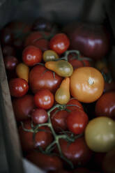 Frische rote Tomaten im Korb - MJRF00339