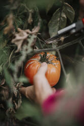 Frau entfernt verfaulte Tomaten von der Ernte auf einem Bauernhof - MJRF00348