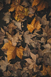 Orange maple leaves fallen on footpath during autumn - ACPF00935